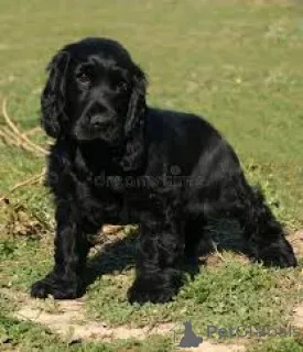 Фото №3. Английский кокер-спаниель-велпен цу веркауфен.  Франция