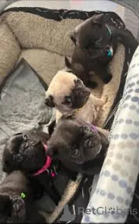 Фото №1. мопс - купить в Фленсбург за 64937₽. Объявление №167634