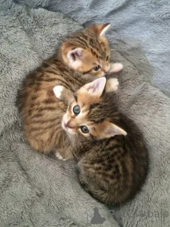 Фото №2 к объявлению №157793 о продаже цейлонская - купить в Германии из приюта, заводчик