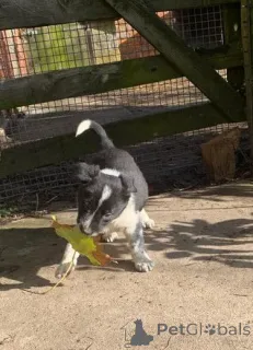 Фото №1. бордер-терьер - купить в Этот за договорная. Объявление №159993