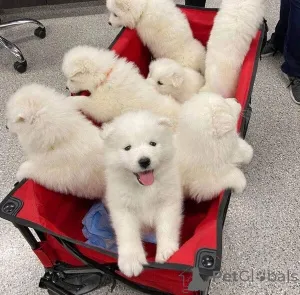 Фото №1. самоедская собака - купить в Барселе за договорная. Объявление №162690