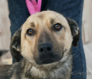 Дополнительные фото: Семейный пёс небольшого размера