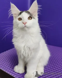 Фото №1. мейн-кун - купить в Уэплленд за договорная. Объявление №156251