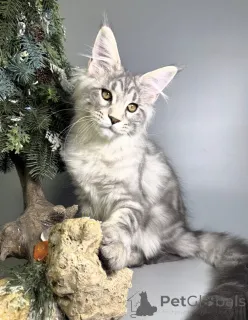 Фото №2 к объявлению №163665 о продаже мейн-кун - купить в Германии заводчик