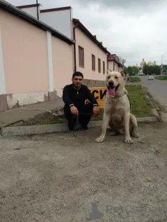 Фото №3. Короткошерстный Кавказский волкодав.  Россия