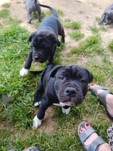 Фото №4. Продажа стаффордширского бультерьера в Женеве частное объявление - цена договорная