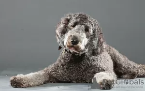 Фото №3. Tolle Labradoodle-Welpen stehen zur Adoption zur Verfügung.  Германия