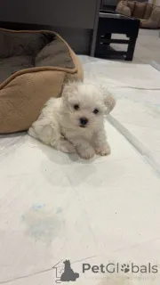 Фото №1. мальтийская болонка - купить в Антверпен за Бесплатно. Объявление №161610