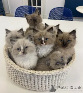 Фото №1. рэгдолл - купить в Базель за договорная. Объявление №161154