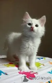 Фото №3. Chatons Angora turcs доступны на заказ.. Бельгия