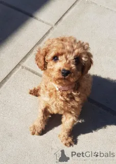 Фото №1. беспородная - купить в Zürich за 36179₽. Объявление №139606