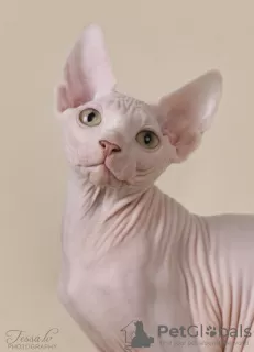 Дополнительные фото: Сanadian sphynx