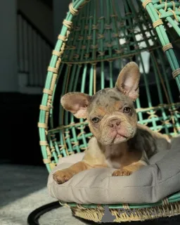 Фото №1. французский бульдог - купить в Мюнхене за 69575₽. Объявление №150636