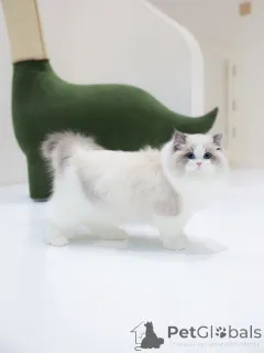 Фото №4. Продам рэгдолла в Фрибург частное объявление - цена договорная