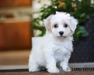 Фото №1. мальтипу - купить в Дубай за договорная. Объявление №158659