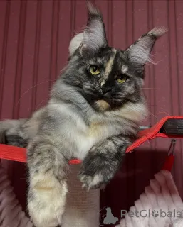 Фото №1. мейн-кун - купить в Высокий за договорная. Объявление №155322