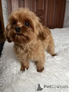 Фото №1. мальтипу - купить в Киеве за 139151₽. Объявление №157860