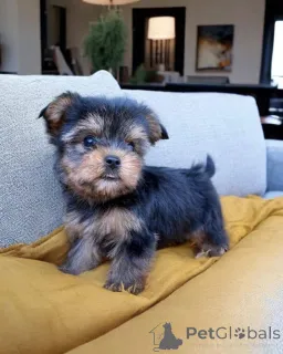 Фото №3. Lernen Sie Unseren Entzückenden Teacup-Yorkie-Welpen Kennen!.  Германия