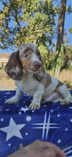 Фото №4. Продажа таксу в Бачка-Паланка  - цена договорная