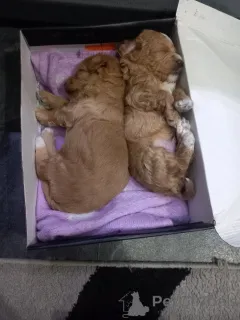 Дополнительные фото: Солозцы красивые щенки для продажи