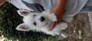 Фото №3. Bolonka Weta FCI Puppy.  Польша