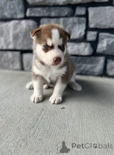 Фото №2 к объявлению №162219 о продаже сибирского хаски - купить в Германии 