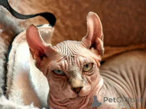 Фото №2 к объявлению №146284 о продаже бамбино - купить в Польше частное объявление