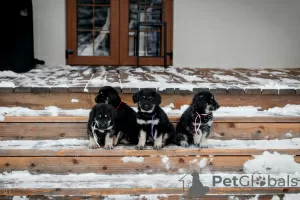 Фото №1. бурят-монгольский волкодав - купить в Воронеже за 40000₽. Объявление №80869