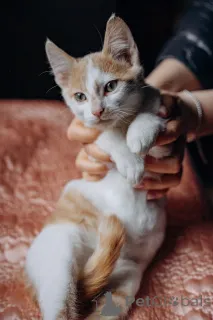 Дополнительные фото: Котята Симба и Пуфик ищут дом!