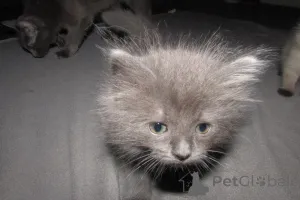 Фото №3. RagDolls для продажи. США