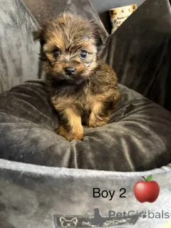 Фото №3. Потрясающий помет Чорки.  США