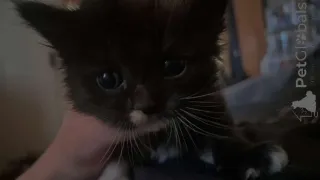 Фото №1. рэгдолл - купить в Vienna за договорная. Объявление №139329