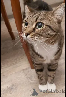 Фото №2 к объявлению №147189 о продаже  - купить в России частное объявление