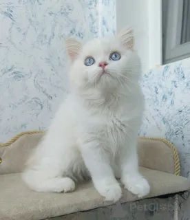 Дополнительные фото: Шотландские котята