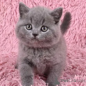 Фото №1. британская короткошёрстная - купить в Дюссельдорфе за 22467₽. Объявление №155498