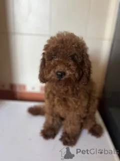 Дополнительные фото: Toy poodle girl FCI