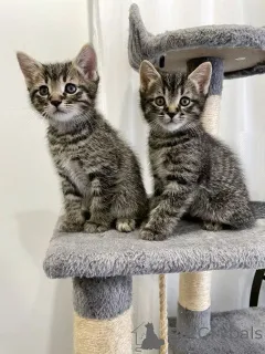 Фото №1. европейская короткошерстная - купить в Båstad за договорная. Объявление №161096