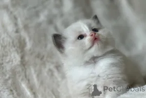 Дополнительные фото: Wunderschöne Flame Point Siamkätzchen abzug