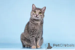 Фото №2 к объявлению №164500 о продаже  - купить в России из приюта