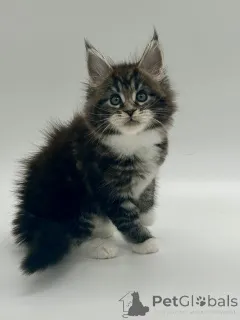 Дополнительные фото: Мейн кун девочка