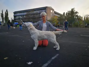 Фото №3. Золотистый ретривер щенок от выездной вязки.  Украина