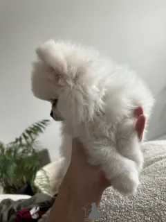 Фото №2 к объявлению №154071 о продаже померанского шпица - купить в Бельгии частное объявление