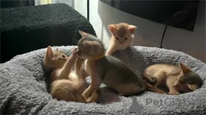 Фото №1. абиссинская - купить в Алгермиссен за 32468₽. Объявление №151625