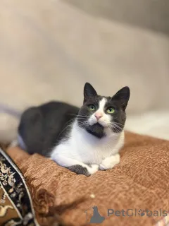 Фото №2 к объявлению №156450 о продаже  - купить в Беларуси частное объявление