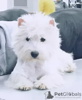 Дополнительные фото: Питомник предлагает щенков west highland white terrier