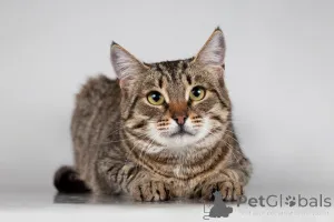 Дополнительные фото: Красавица Карамель ищет дом.