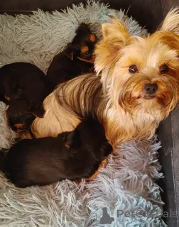 Дополнительные фото: Щенки йорка