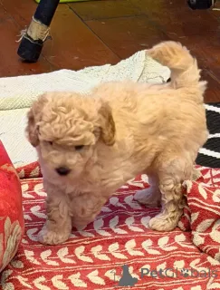 Фото №3. Щенки той-пуделя.  США