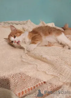 Фото №3. Петя ищет себе уютный дом.. Россия