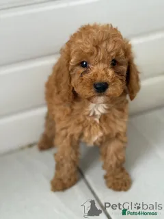 Фото №2 к объявлению №167627 о продаже пуделя (той) - купить в Германии частное объявление, из приюта